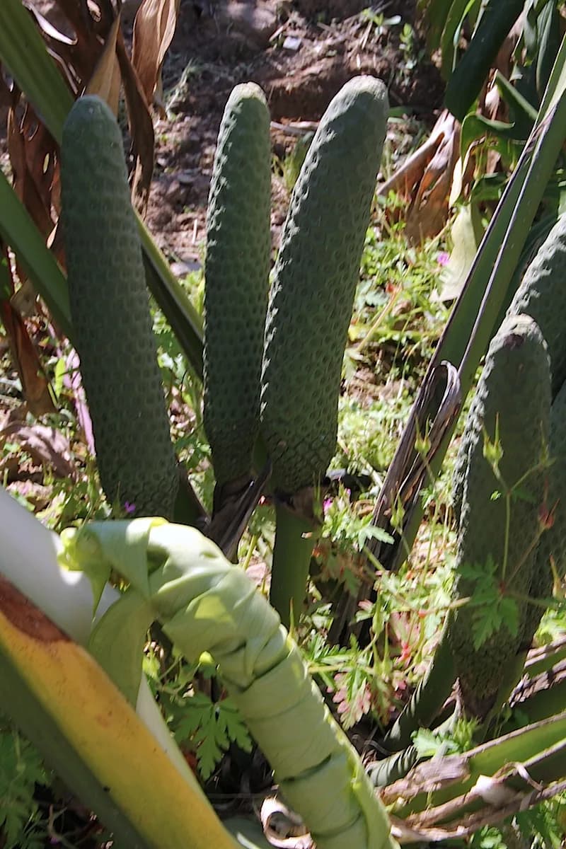 Monstera Deliciosa plant