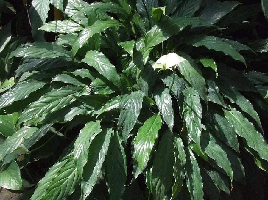 Peace Lily plant