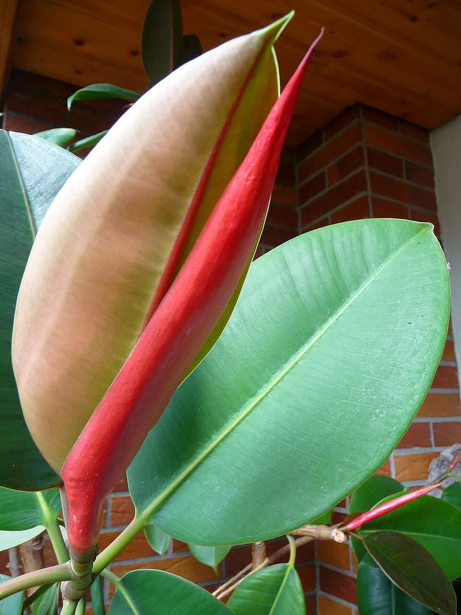 Rubber Plant plant